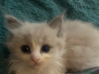 Ragdoll cats Pedigree Mink & Sepia Cherubim ragdoll kittens - Advert 9