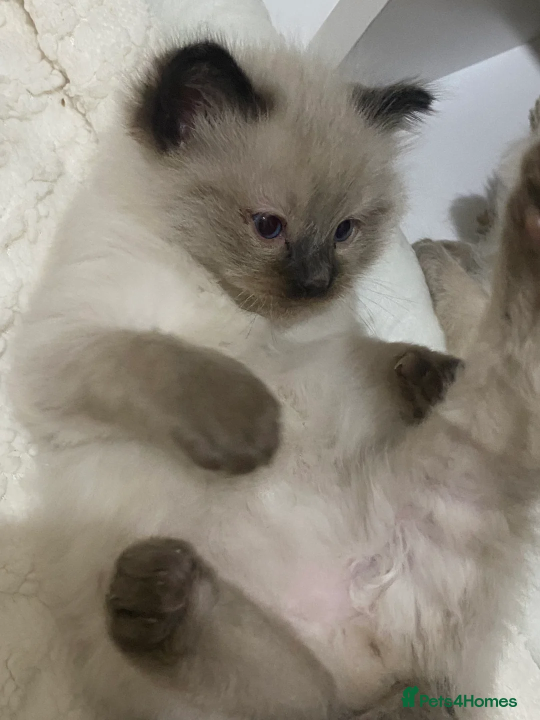Ragdoll cats for sale: Ragdoll kittens (delivery available) - Advert 8