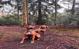 Patterdale Terrier dogs for sale: 7 Year Old Male Patterdale  - Image 3