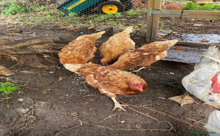 Chickens poultry - Advert 1