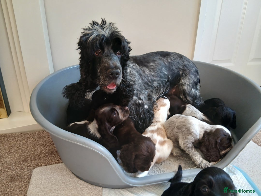Cocker Spaniel dogs for sale:  show type spaniel puppies health tested parents  - Image 18
