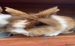 Dutch rabbits for sale: 2 rabbits for sale - together - Image 4