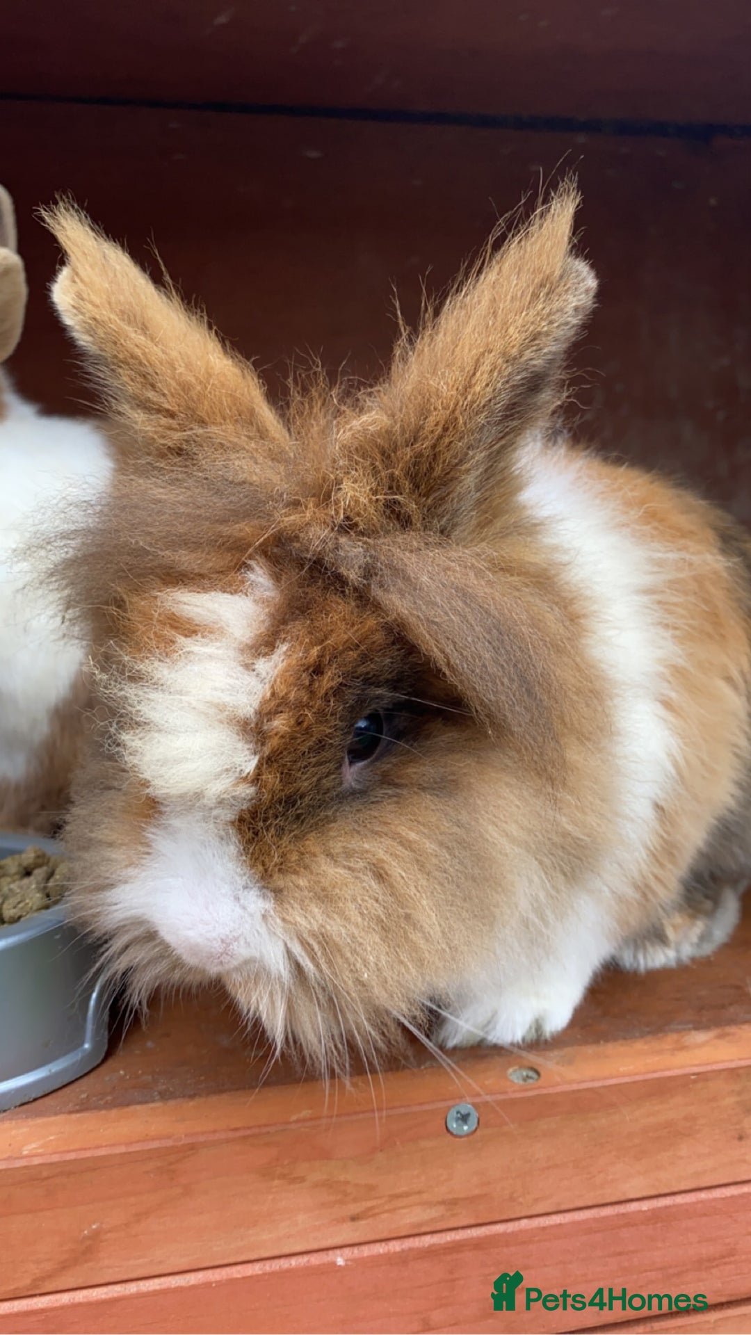 Dutch rabbits for sale: 2 rabbits for sale - together - Image 4