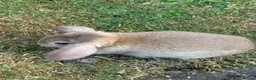 Mixed Breed rabbits for sale: 5 bunnies .3 Boys and 2 girls . - Advert 8