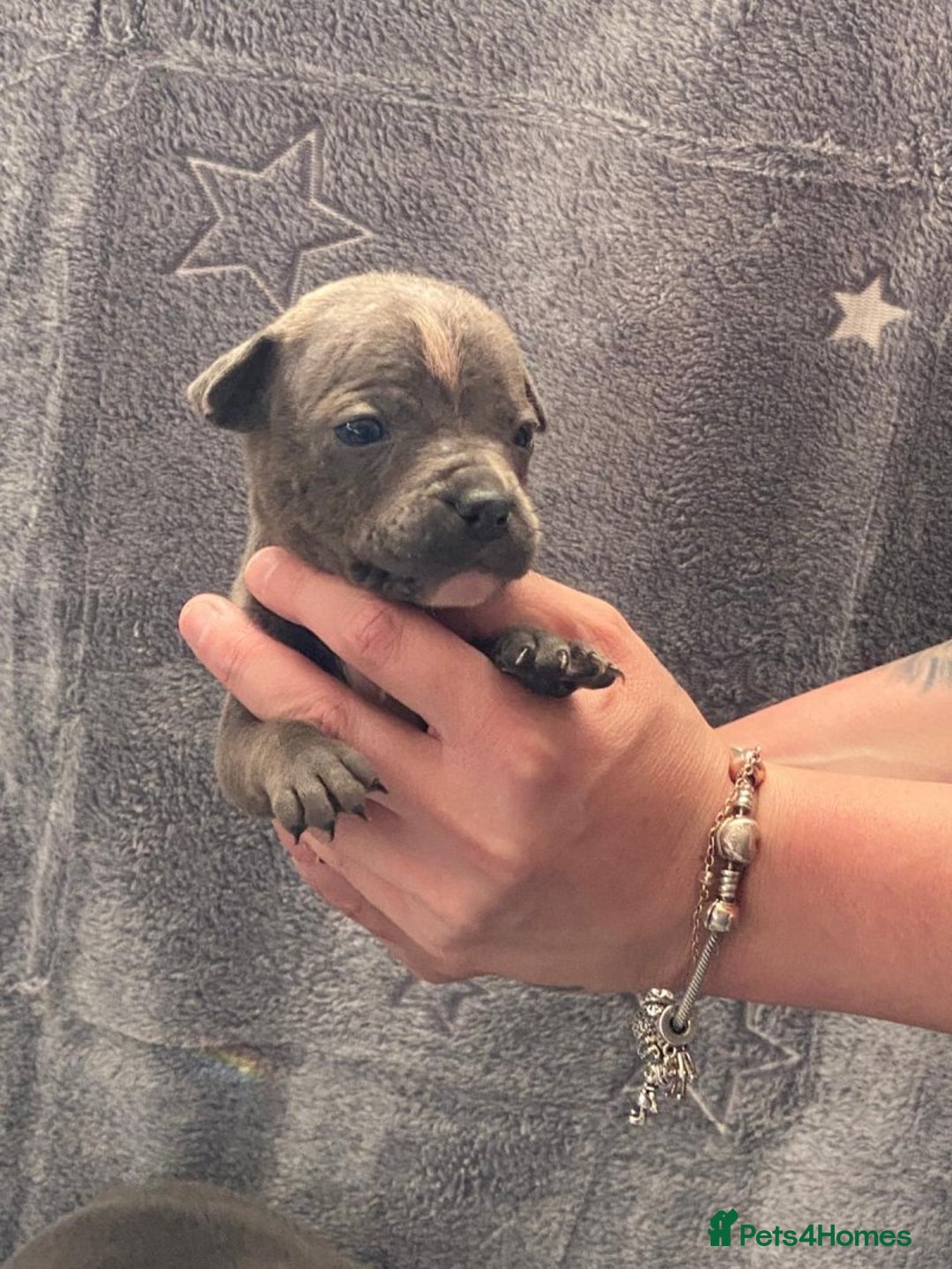 Staffordshire Bull Terrier dogs for sale: Pure breed blue Staffordshire bull terrier - Image 6