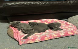 British Shorthair cats for sale: British Shorthair  - Image 3