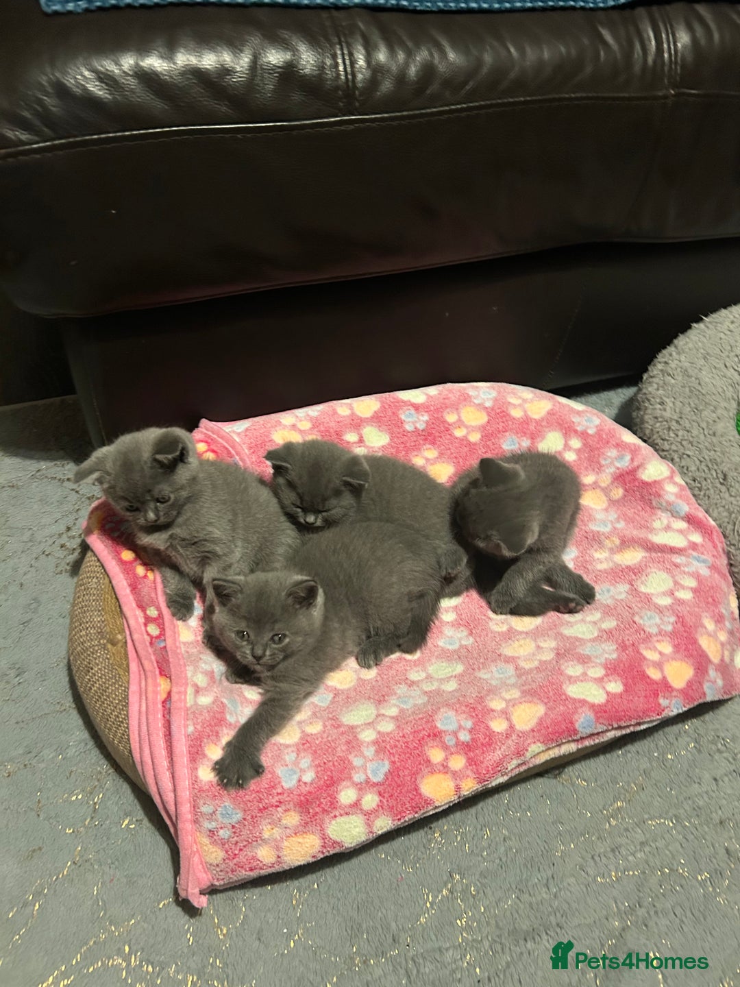 British Shorthair cats for sale: British Shorthair  - Image 3