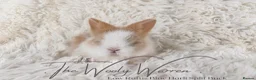 Lionhead rabbits for sale: Fully Vaccinated Lionhead Brothers  - Advert 2