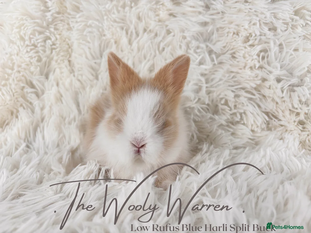 Lionhead rabbits for sale: Fully Vaccinated Lionhead Brothers  - Advert 2