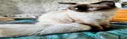 Ragdoll cats for sale: Ragdoll kittens - Advert 29