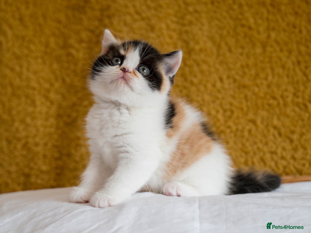 British Shorthair cats for sale: Stunning British Shorthair kittens - rare colours - Image 15