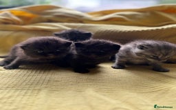 British Shorthair cats for sale:  🐾 BSH Blue,Chocolate& Tabby– Whiskers Kittens 🐾 - Image 5