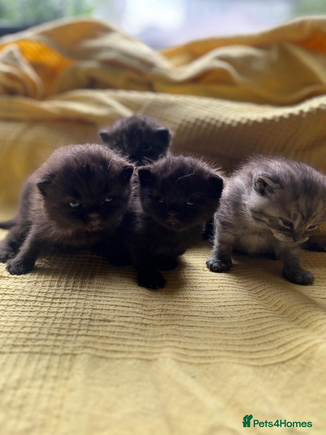 British Shorthair cats for sale:  🐾 BSH Blue,Chocolate& Tabby– Whiskers Kittens 🐾 - Image 5