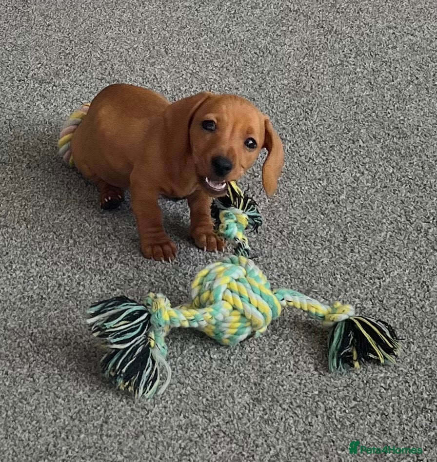 Miniature Dachshund dogs Beautiful little girl.  - Advert 2