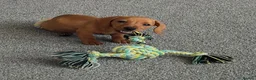 Miniature Dachshund dogs for sale: Beautiful little girl.  - Advert 9
