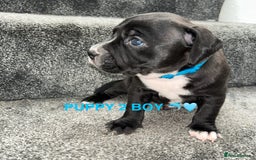 Staffordshire Bull Terrier dogs for sale: 4 staffy pups  - Image 6