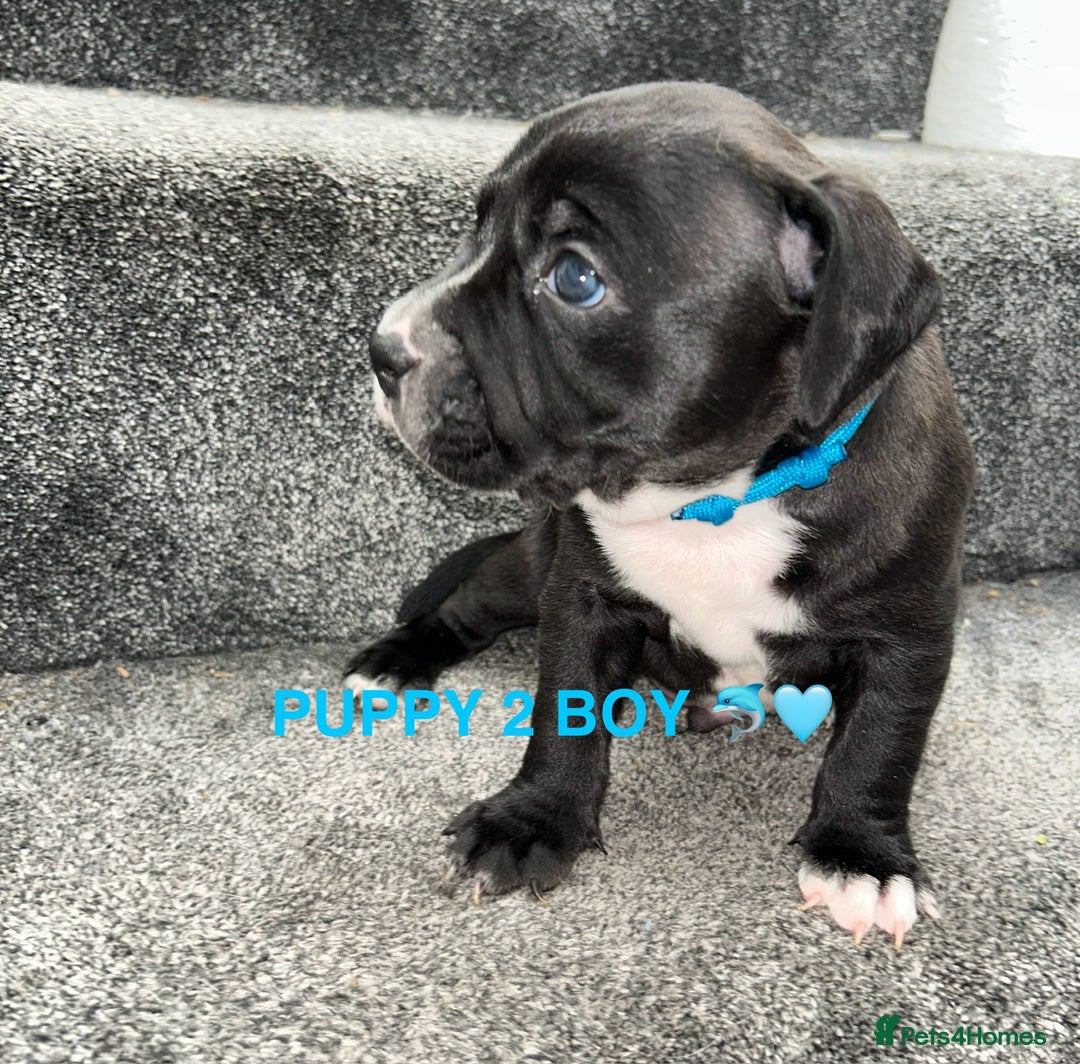 Staffordshire Bull Terrier dogs for sale: 4 staffy pups  - Image 6