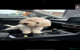Maltipoo dogs for sale: Female for sale - Image 1