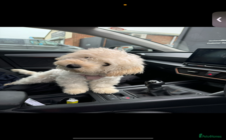 Maltipoo dogs - Advert 13