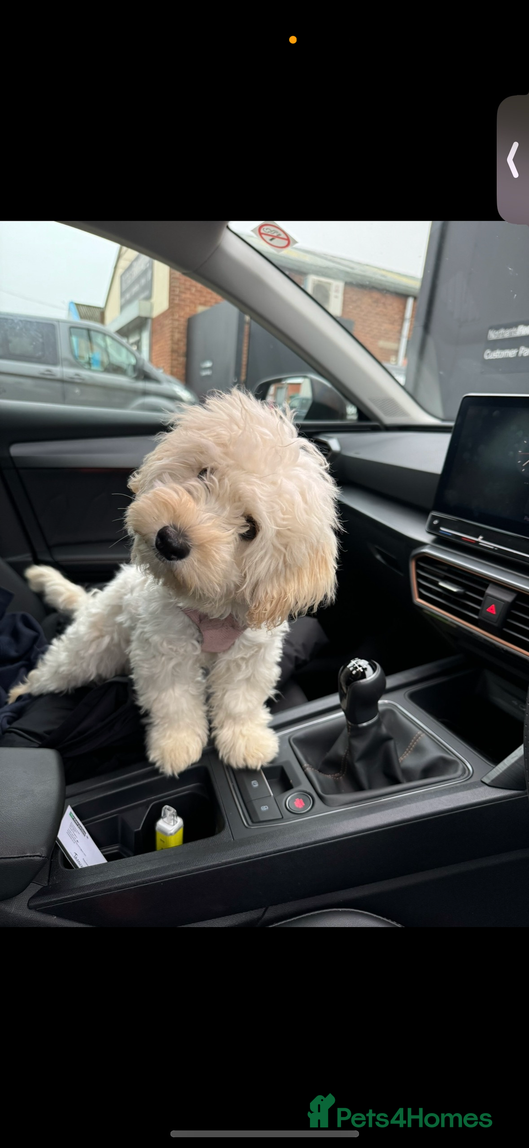 Maltipoo dogs for sale: Female for sale - Image 1