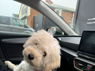 Maltipoo dogs - Advert 6