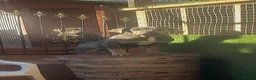 Cane Corso dogs for sale: Cane corso blue in Gillingham - Advert 4