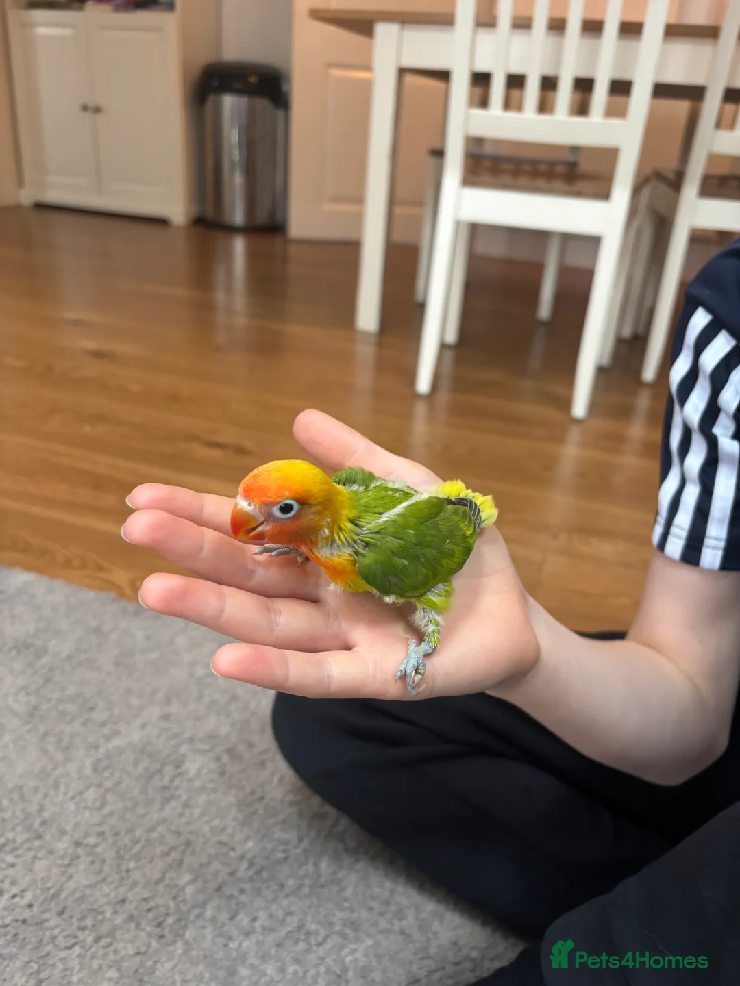 Lovebirds birds for sale: Beautiful hand-reared Fischer’s lovebirds  - Advert 1