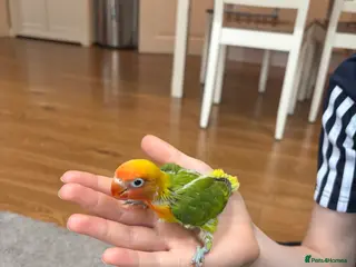 Lovebirds birds Beautiful hand-reared Fischer’s lovebirds - Advert 1