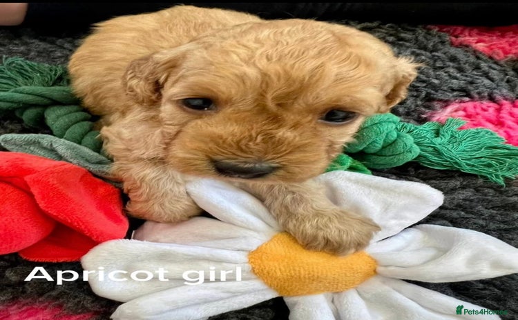 Cockapoo dogs - Advert 7