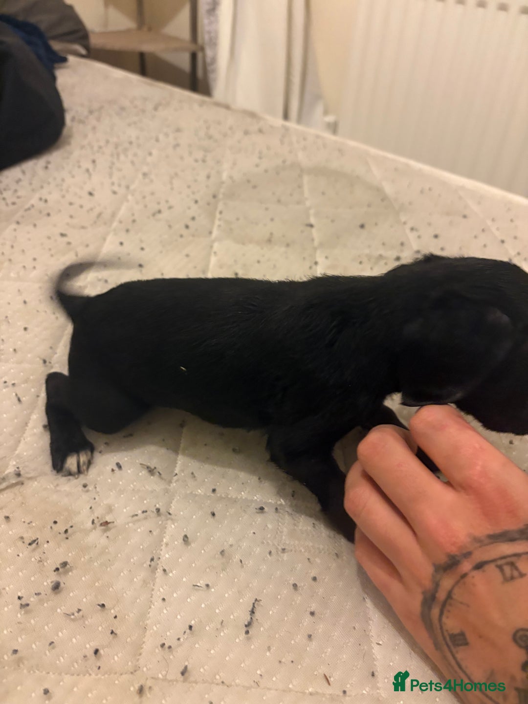 Patterdale Terrier dogs for sale: patterdale terrier pups ready to go - Image 3