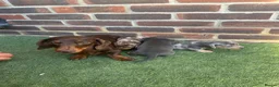 Miniature Dachshund dogs for sale: Beautiful miniature dachshund puppies  - Advert 2