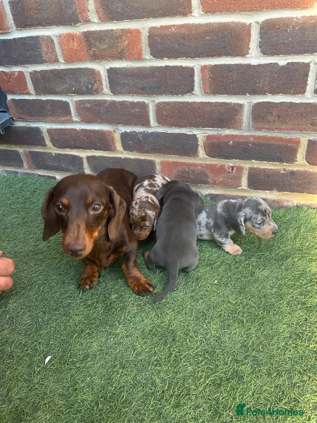 Miniature Dachshund dogs for sale: Beautiful miniature dachshund puppies  - Advert 2