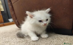 Ragdoll cats for sale: Persian ragdoll - Image 10