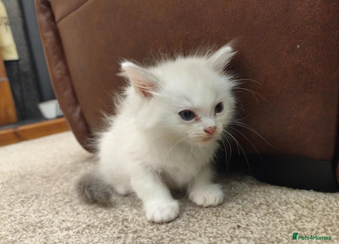 Ragdoll cats for sale: Persian ragdoll - Image 10