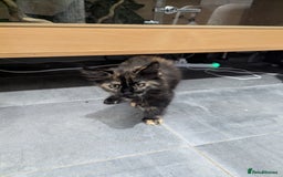 Maine Coon cats for sale: 1 remaining healthy full breed Maine coon kitten - Image 19