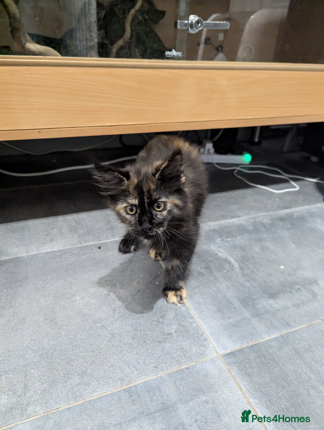 Maine Coon cats for sale: 1 remaining healthy full breed Maine coon kitten - Image 19