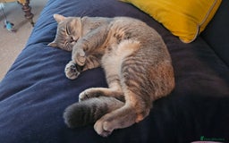 British Shorthair cats for sale: Beautiful British Shorthair  - Advert 9