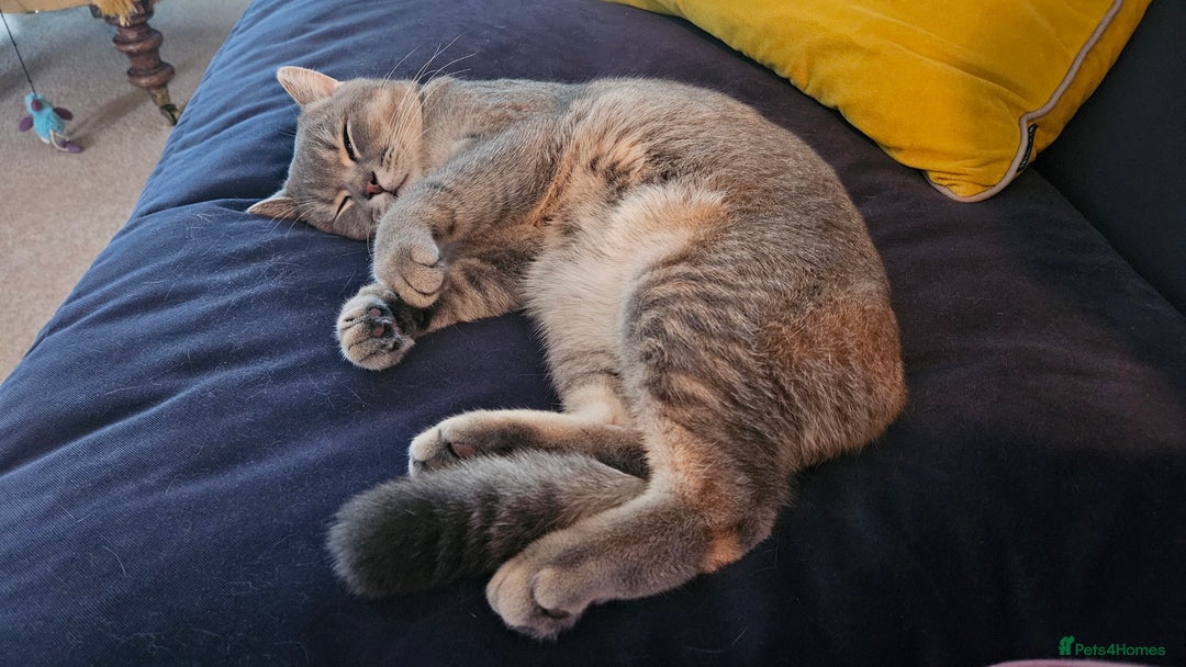 British Shorthair cats for sale: Beautiful British Shorthair  - Advert 9