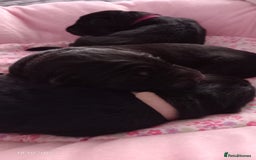 German Shepherd dogs for sale: Excellent Long-Haired German Shepherd Puppies. KC. - Image 16