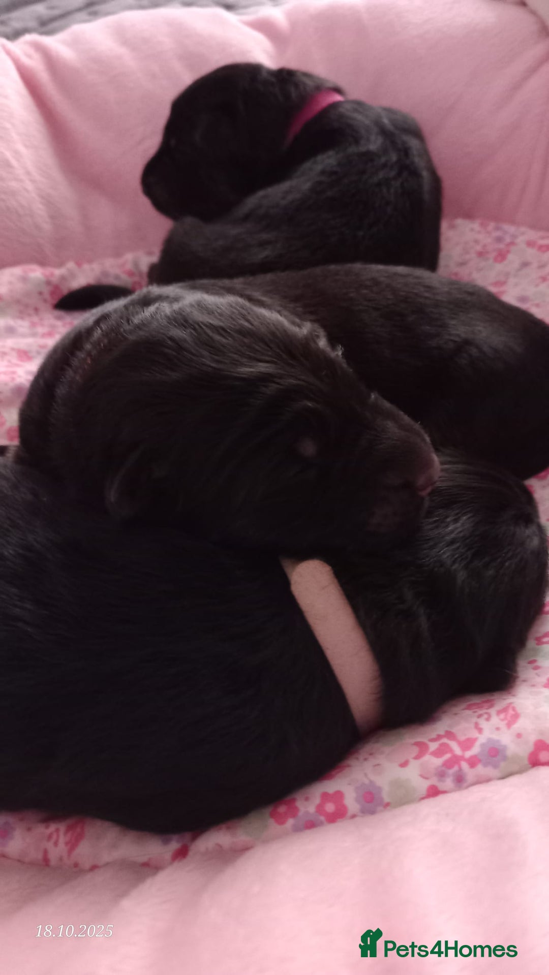 German Shepherd dogs for sale: Excellent Long-Haired German Shepherd Puppies. KC. - Image 16