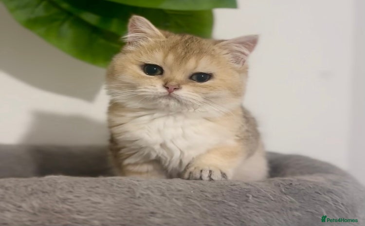 British Shorthair cats - Advert 9