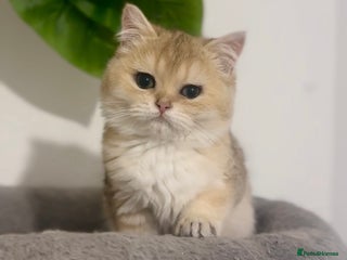 British Shorthair cats - Advert 3