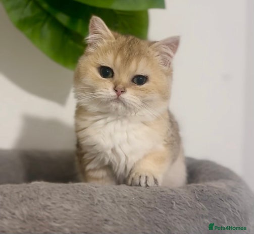 British Shorthair cats - Advert 9