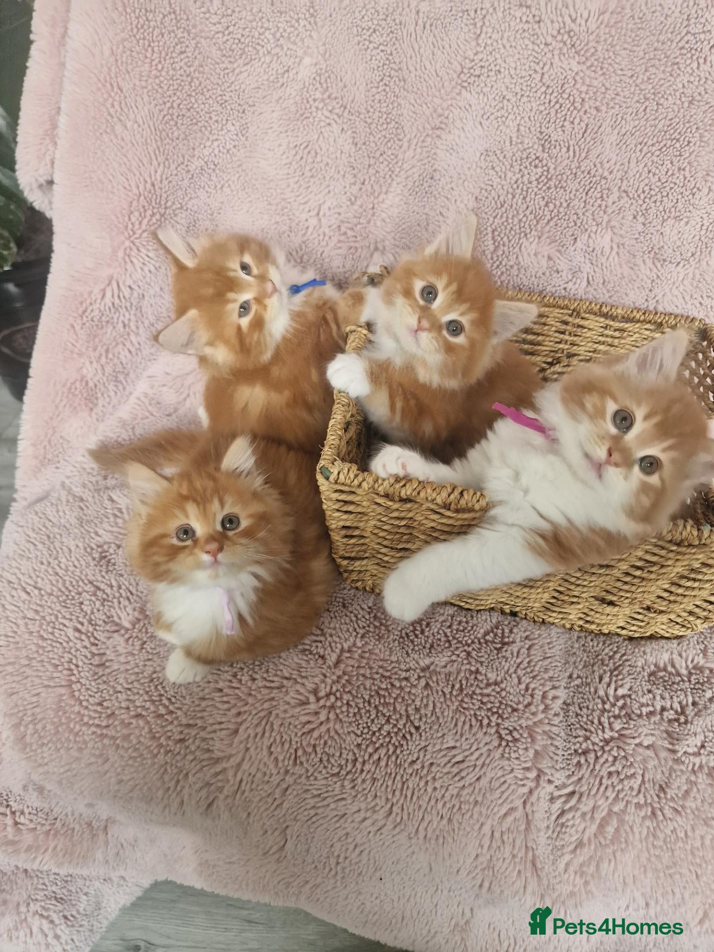 Norwegian Forest Cat cats Beautiful ginger fluffy kittens  - Advert 1