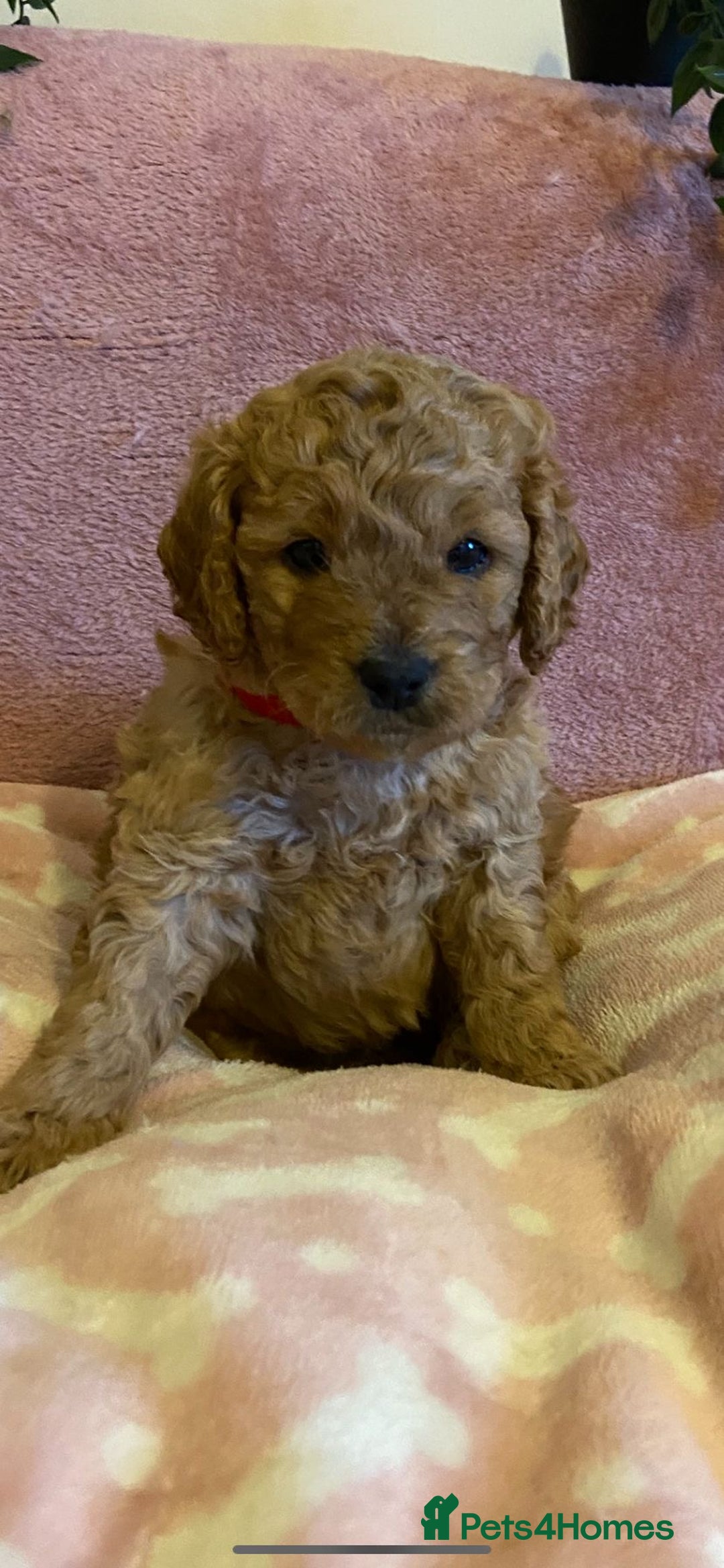 Cockapoo dogs for sale: Last cockapoo boy looking for his forever home ❤️ - Advert 21