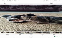 Domestic Shorthair cats for sale: Beautiful kittens baby girls ready for new home  - Image 16
