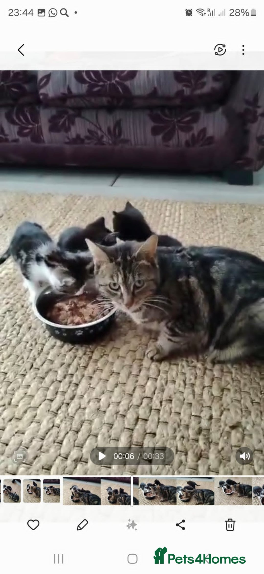 Domestic Shorthair cats for sale: Beautiful kittens baby girls ready for new home  - Image 16
