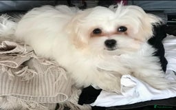 Maltese dogs for sale: Beautiful Korean Maltese  - Image 4