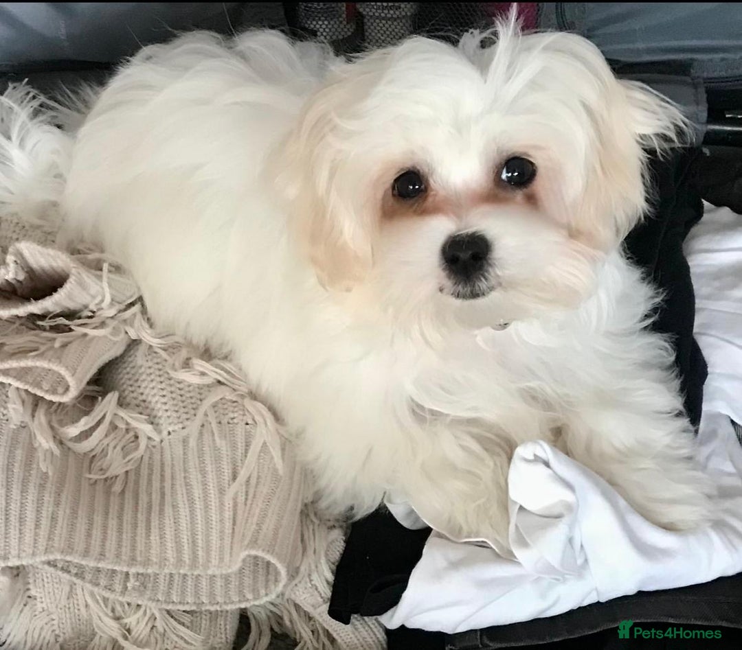 Maltese dogs for sale: Beautiful Korean Maltese  - Image 4