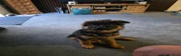 German Shepherd dogs for sale: Beautiful Black&Tan German Shepherd Male (Shadow) in Wellingborough - Advert 13